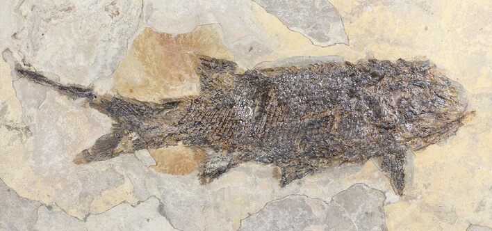 Permian Fossil Fish (Paramblypterus) - Germany #50727